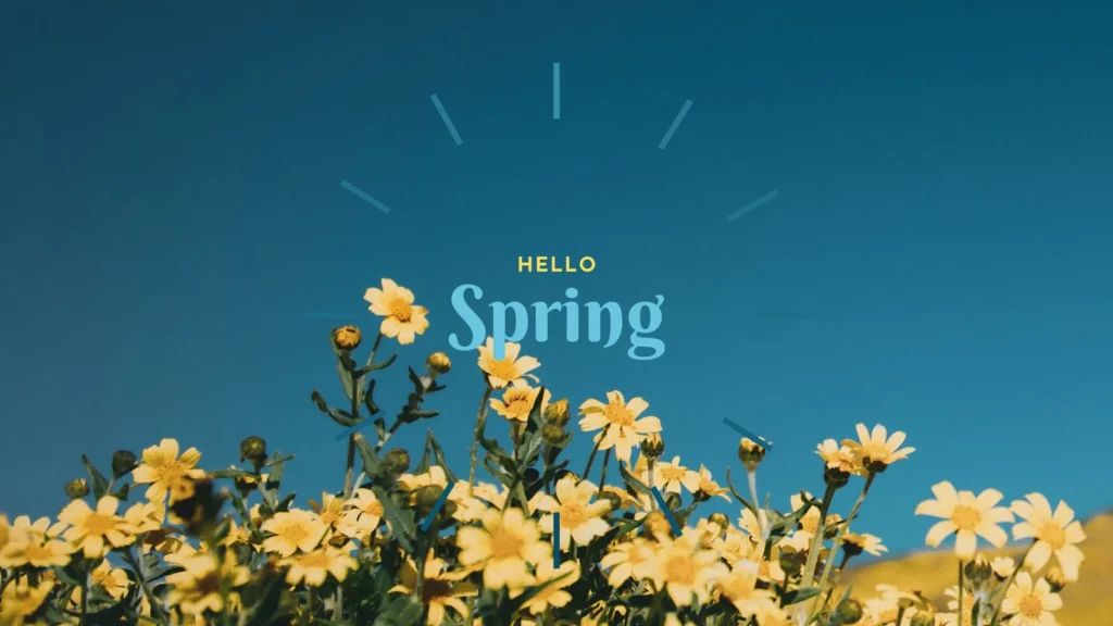 A field of yellow flowers with the words " hello spring ".